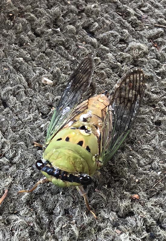 The Awesomeness of Locusts and Horny Toads - Bill Moore, Writer